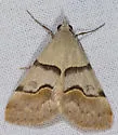 Hemeroplanis incusalis - Hodges#8474