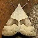 Hemeroplanis incusalis - Hodges#8474 - photo 2
