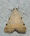 Hemeroplanis incusalis - Hodges#8474 - photo 3
