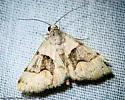 Hemeroplanis incusalis - Hodges#8474 - photo 5