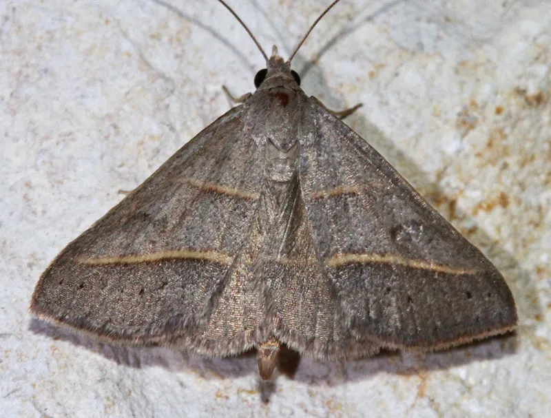 Hemeroplanis parallela - Hodges#8475 - photo 2