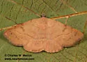 Hemeroplanis punitalis - Hodges#8468