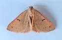 Hemeroplanis punitalis - Hodges#8468 - photo 2