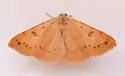 Hemeroplanis punitalis - Hodges#8468 - photo 4