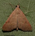 Hemeroplanis rectalis - Hodges#8475.1