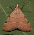Hemeroplanis rectalis - Hodges#8475.1 - photo 2