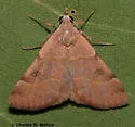 Hemeroplanis rectalis - Hodges#8475.1 - photo 3