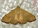 Hemeroplanis rectalis - Hodges#8475.1 - photo 4