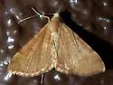 Hemeroplanis rectalis - Hodges#8475.1 - photo 5