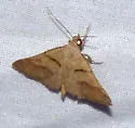 Hemeroplanis reversalis - Hodges#8470