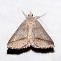 Hemeroplanis trilineosa - Hodges#8477.1 - photo 2
