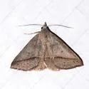 Hemeroplanis trilineosa - Hodges#8477.1 - photo 3