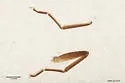 Hemerotrecha prenticei - photo 5
