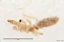 Hemerotrecha sevilleta