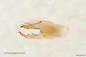 Hemerotrecha sevilleta - photo 3