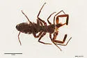 Hemerotrecha vetteri