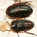 Broad Keys Cockroach