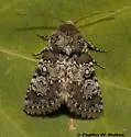 Hemibryomima chryselectra - Hodges#9597