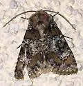 Hemibryomima chryselectra - Hodges#9597 - photo 2