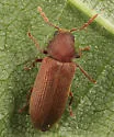 Eastern Deathwatch Beetle