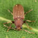 Eastern Deathwatch Beetle - photo 2