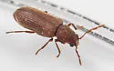 Eastern Deathwatch Beetle - photo 3