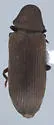 Eastern Deathwatch Beetle - photo 4