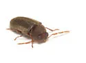 Eastern Deathwatch Beetle - photo 5
