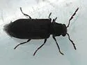 Hemicoelus defectus - Hemicoelus defectus