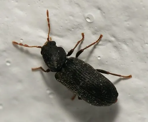 Hemicoelus fulvicornis