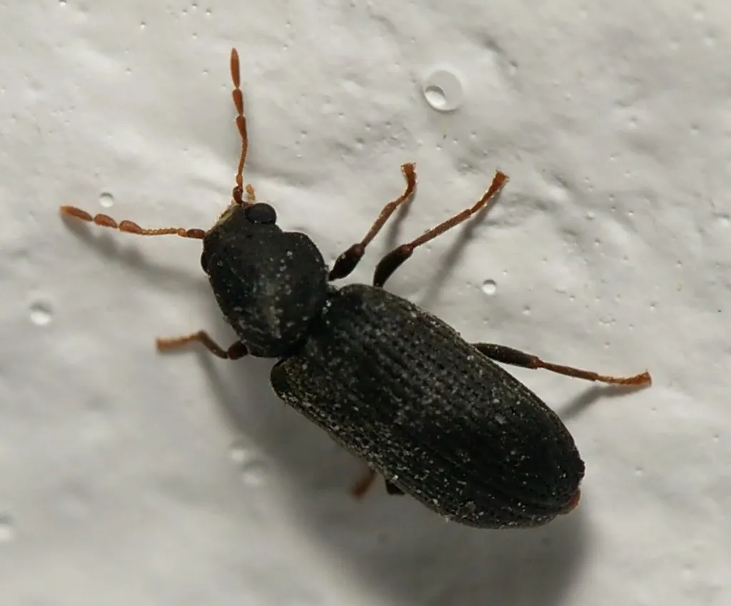 Hemicoelus fulvicornis - photo 2