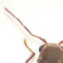 California Deathwatch Beetle