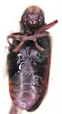 California Deathwatch Beetle - photo 2