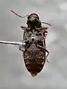 California Deathwatch Beetle - photo 3
