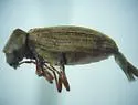 California Deathwatch Beetle - photo 4
