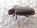California Deathwatch Beetle - photo 5