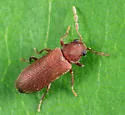 Hemicoelus pusillus - photo 2