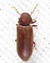Hemicoelus pusillus - photo 3