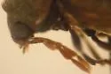 Hemicoelus umbrosus - photo 2