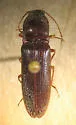 Hemicrepidius bilobatus