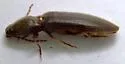 Hemicrepidius bilobatus - photo 2
