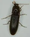 Hemicrepidius bilobatus - photo 3