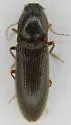 Hemicrepidius bilobatus - photo 4