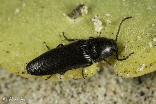 Hemicrepidius californicus