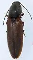 Hemicrepidius decoloratus - photo 2