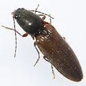 Hemicrepidius decoloratus - photo 3