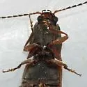 Hemicrepidius decoloratus - photo 4