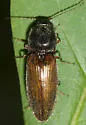 Hemicrepidius decoloratus - photo 5