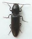 Hemicrepidius falli