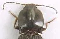 Hemicrepidius falli - photo 2
